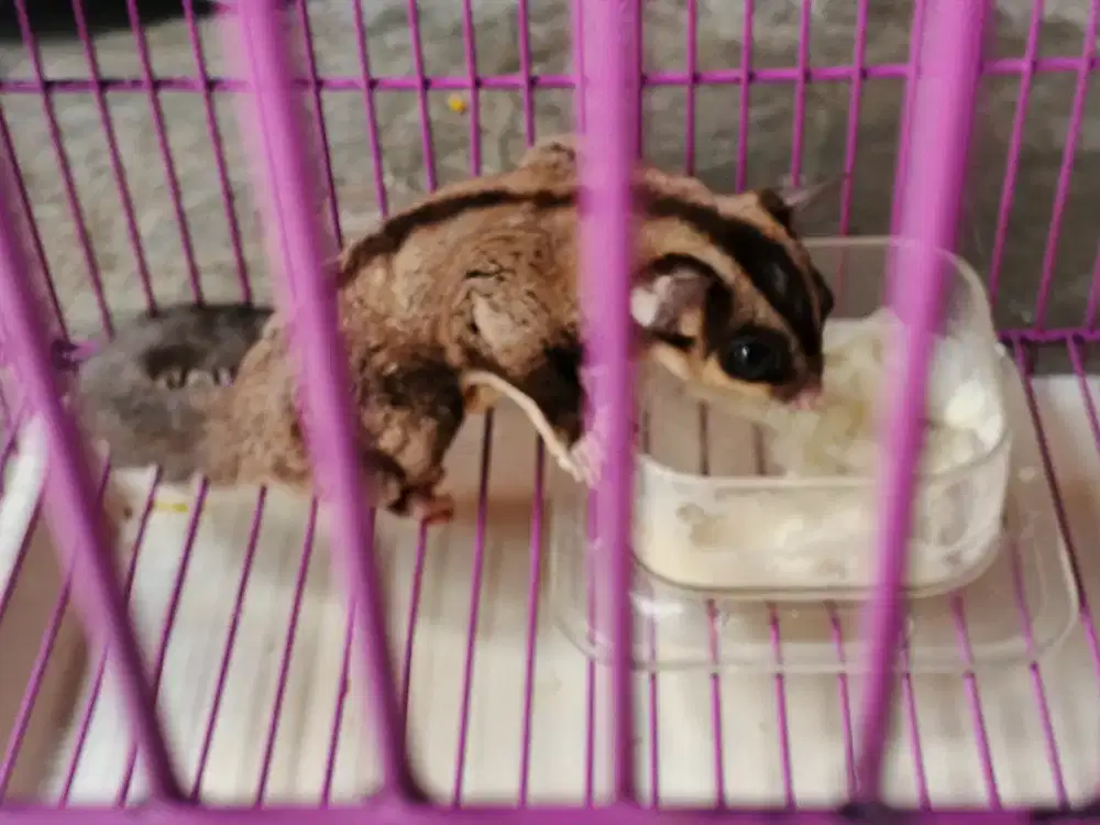 Sugar Glider Caramel