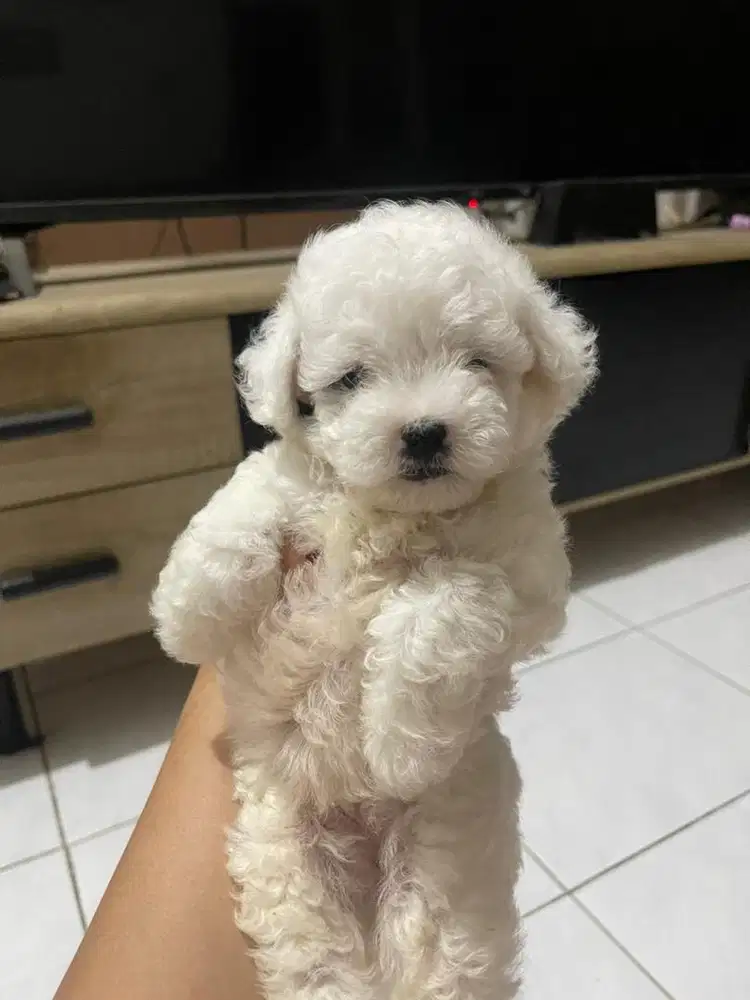anakan poodle party