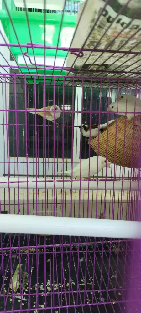 Burung emje jantan/ekor
