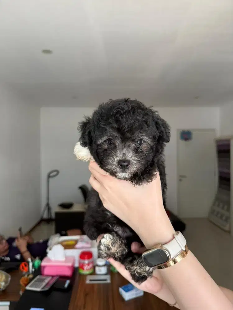 Anak anjing tiny poodle silver