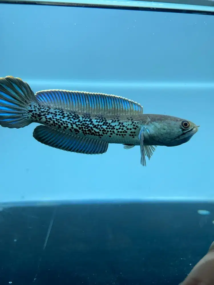 STEWARTI BEGINNER 13cm
