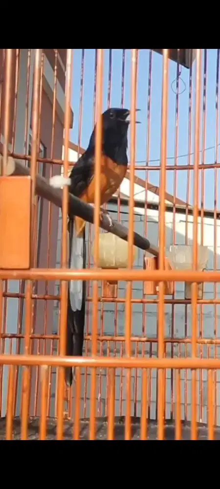 Murai Non Gembung Prestasi