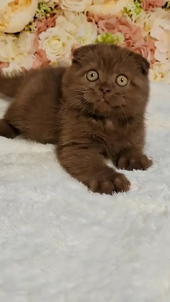 Kucing Scottish Fold Lucu