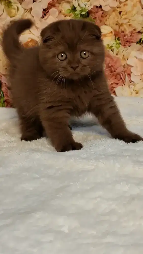 Kucing Lucu Scottish Fold