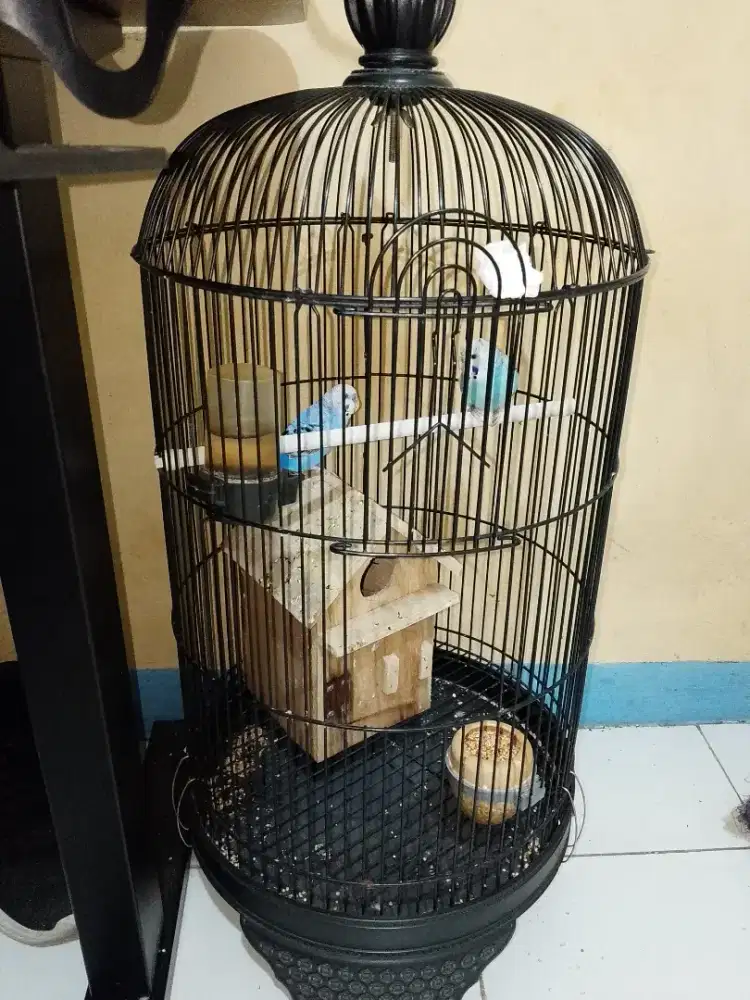 Burung parkit 2 ekor
