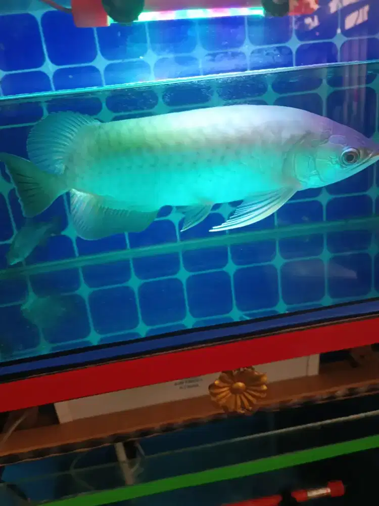 Arwana green Fino
