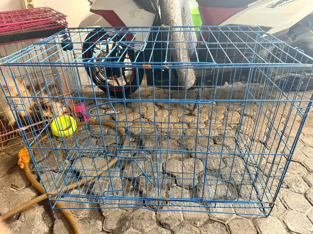 kandang kucing besar