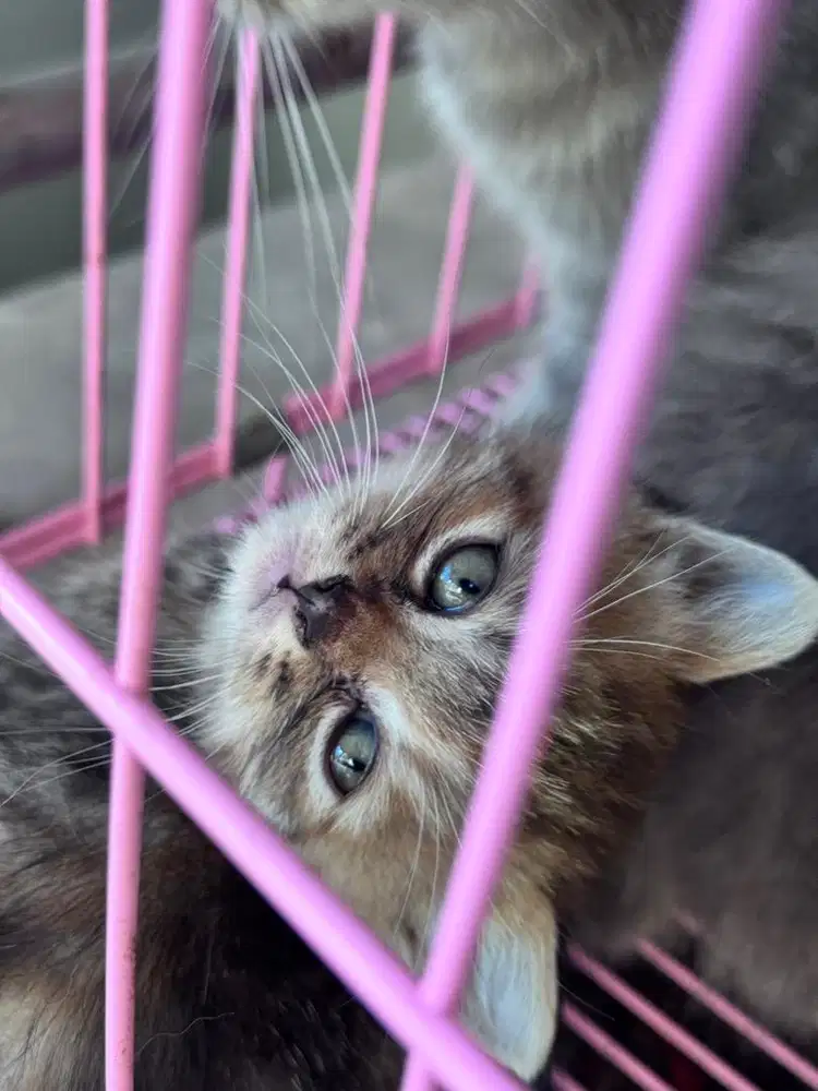 Kucing kitten munchkin NS