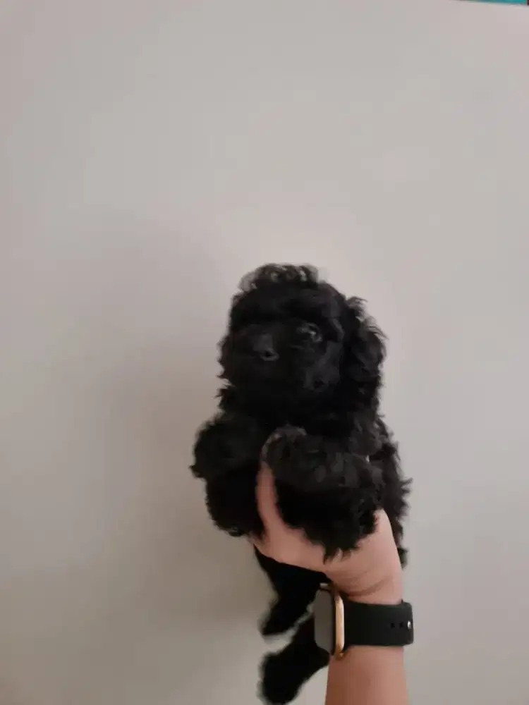 Anakan Toy Poodle