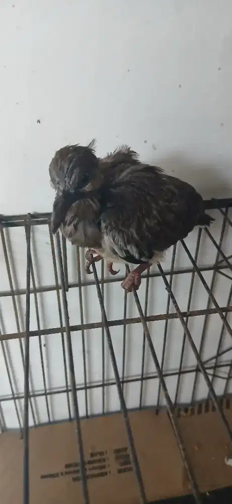 Anakan derkuku/tekukur usia 2 minggu