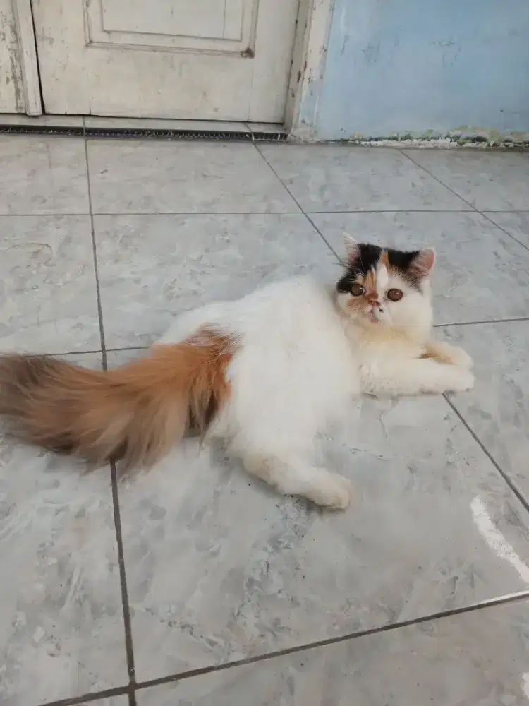 Kucing peaknose betina