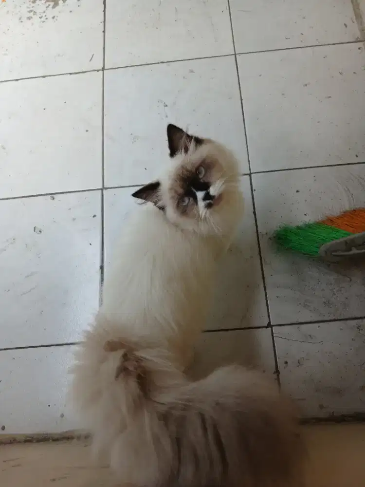 Kucing himalaya x ragdoll