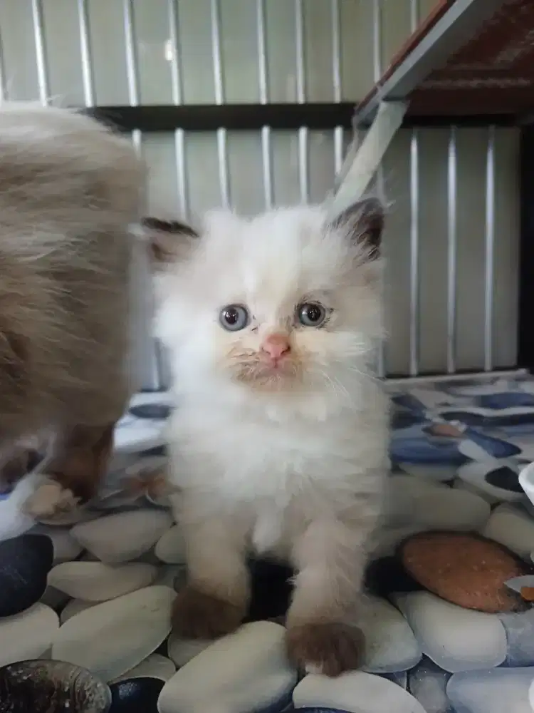 Kitten betina ragdoll
