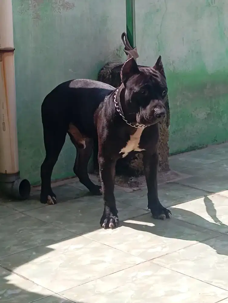 Pitbul bigsize super jinak