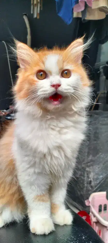 Anak kucing persia