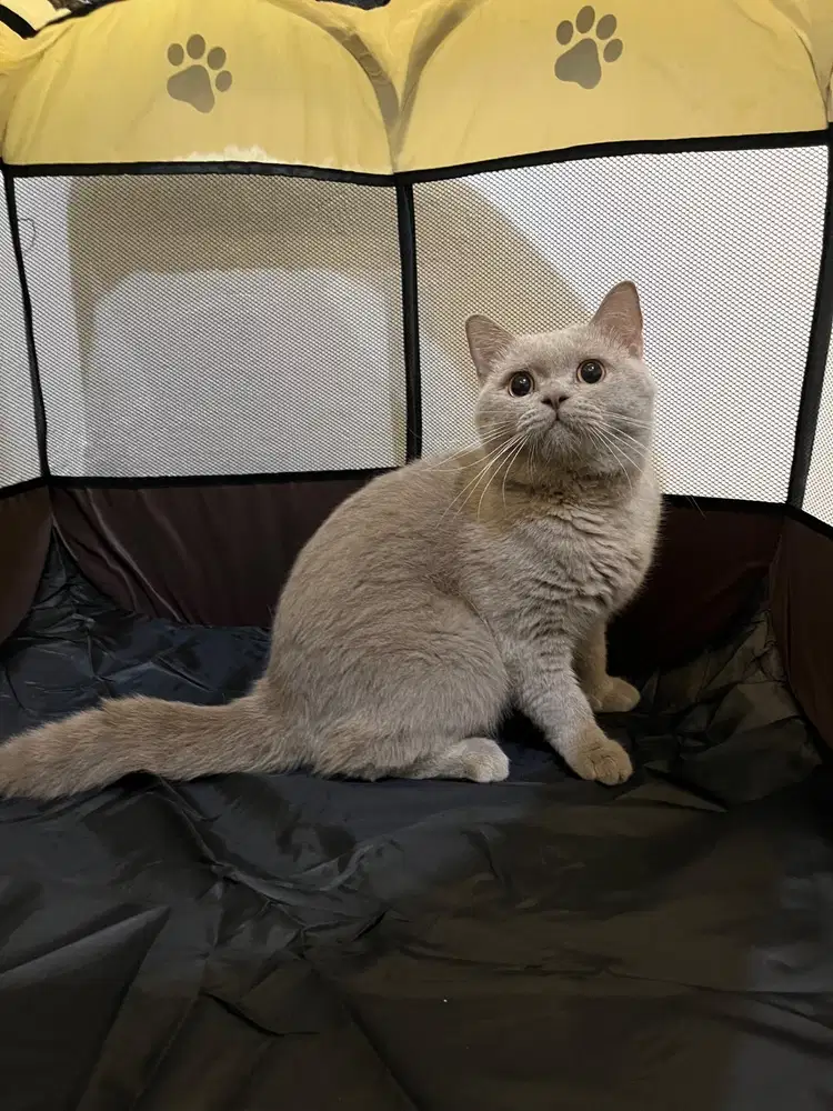 Bsh lilac jantan