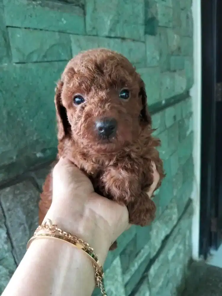 Red Toy Poodle Jantan
