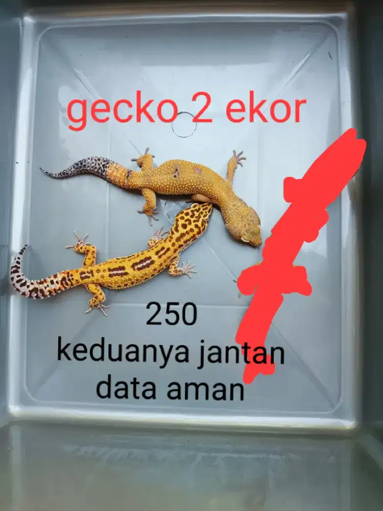 Leopard gecko 2 ekor