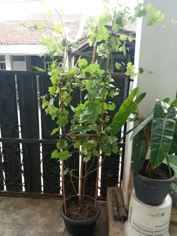 Pohon anggur merah tinggi 2 meter