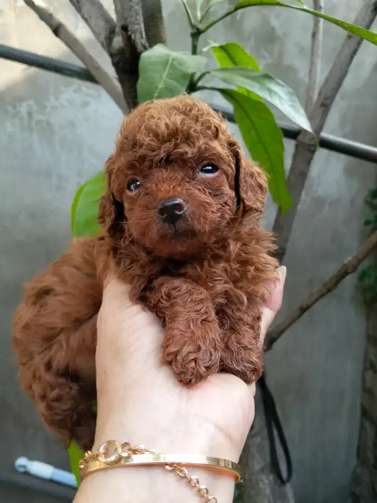 Jantan Red Toy Poodle