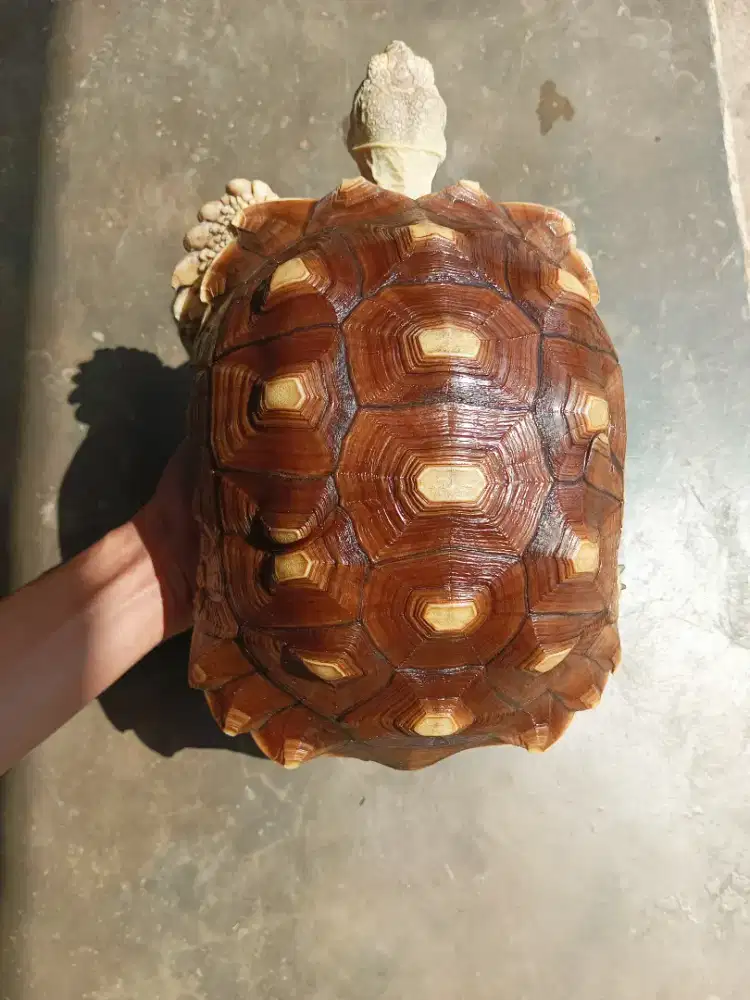 Kura darat sulcata 26cm