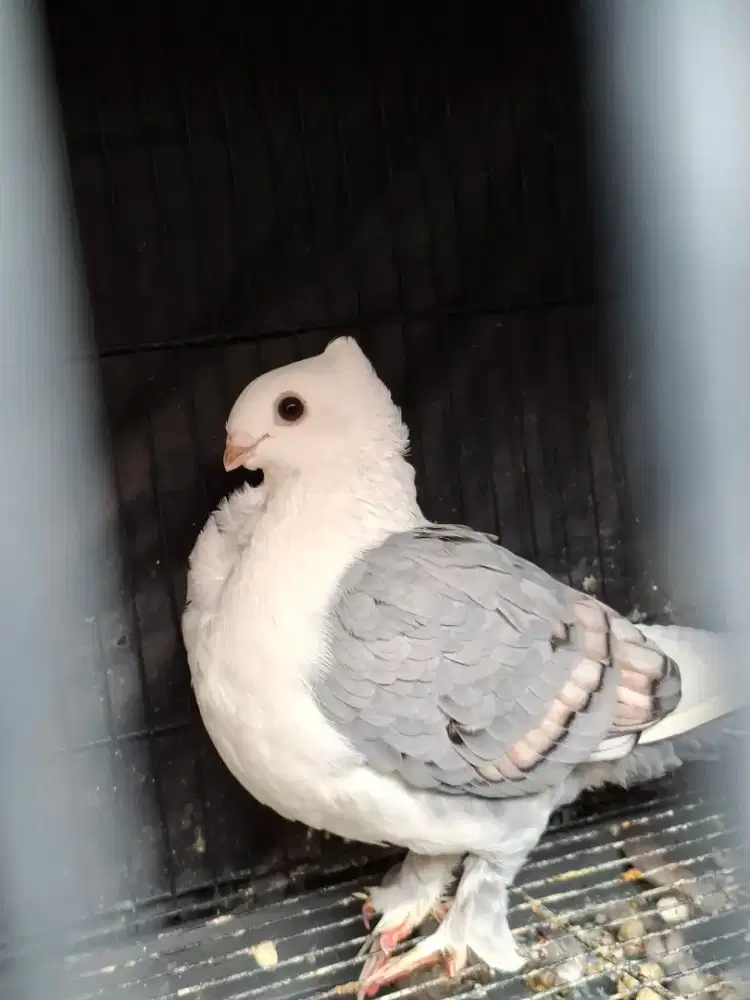 MERPATI HIAS BETINA INDUK BORONGAN ( SATUAN )
