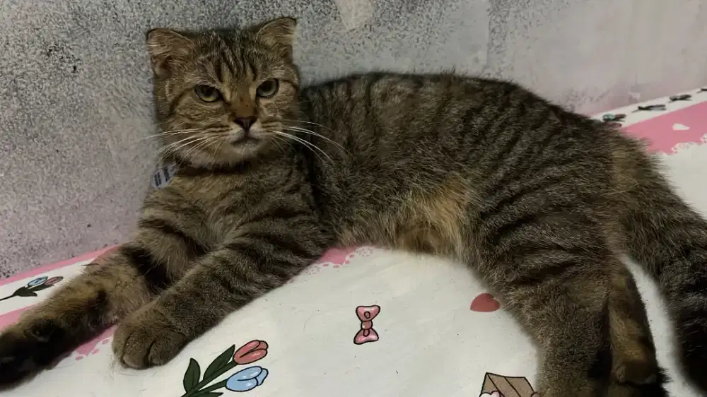 Kucing Scottish fold