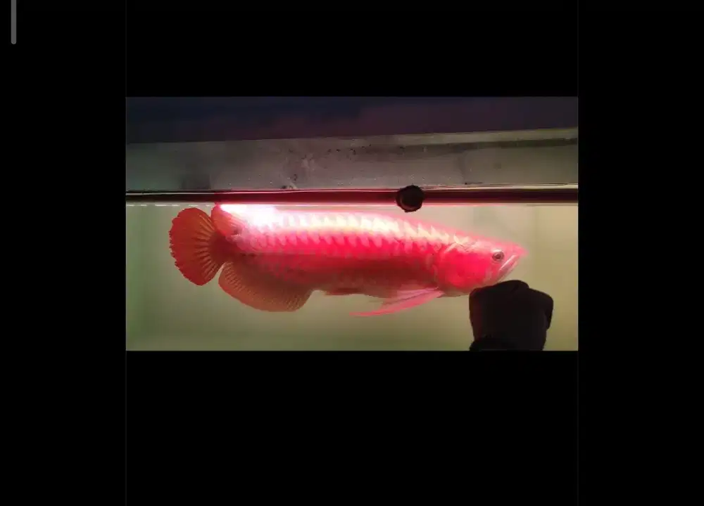 Super Red 55 cm
