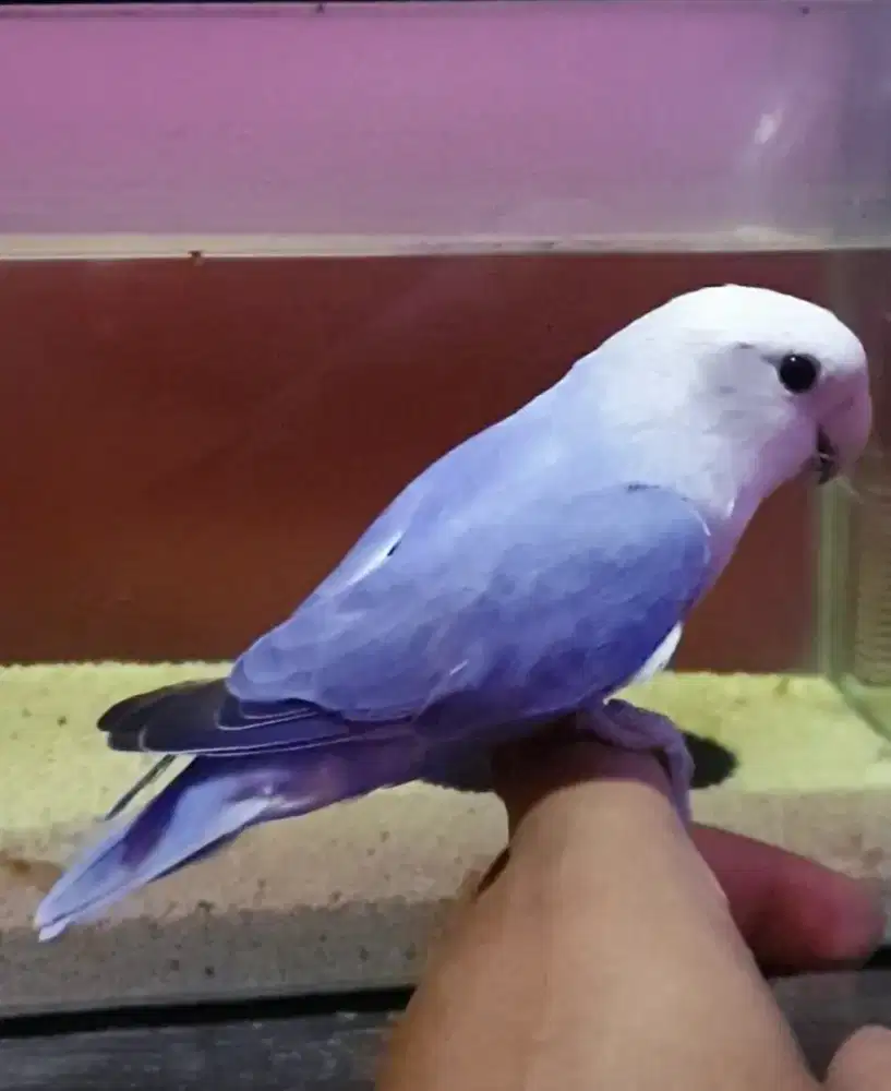 Lovebird nonklep holland jinak