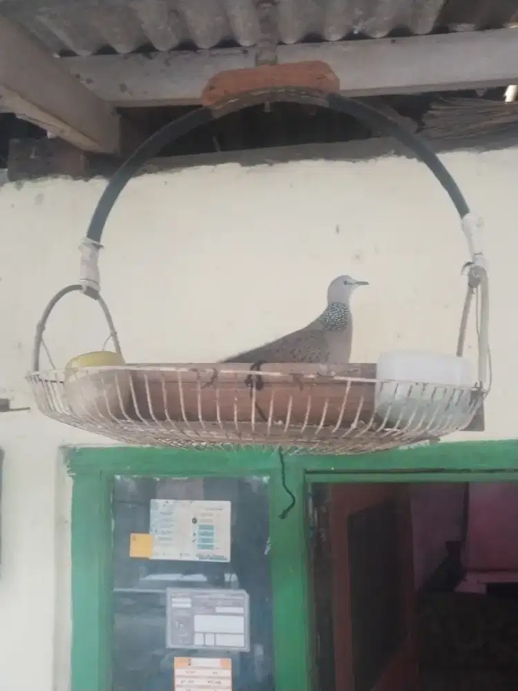 Burung tekukur rawatan