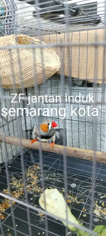 Zebra fich jntn induk