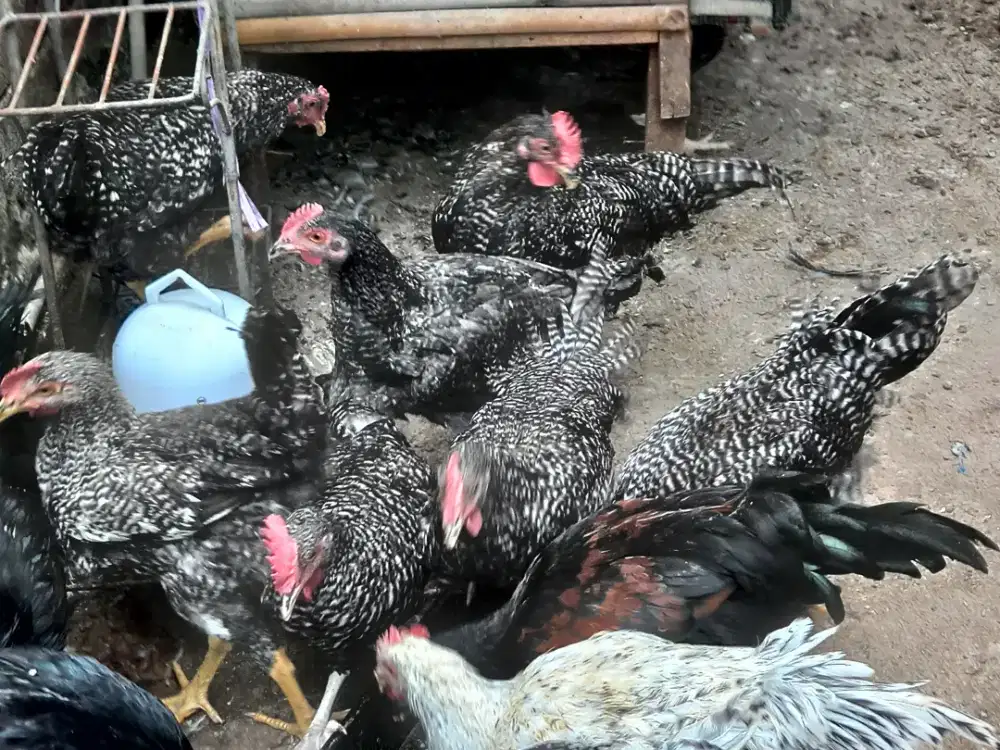Ayam kampung kuntara 4