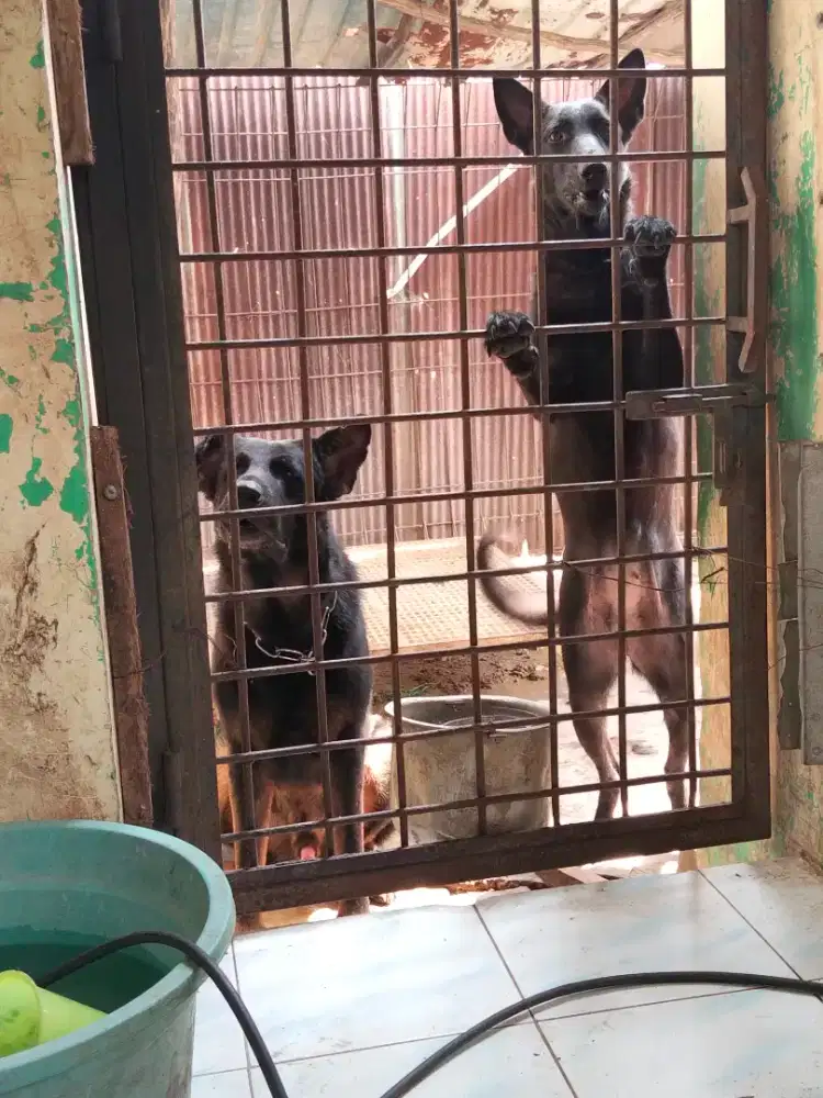 Sepasang anjing penjaga