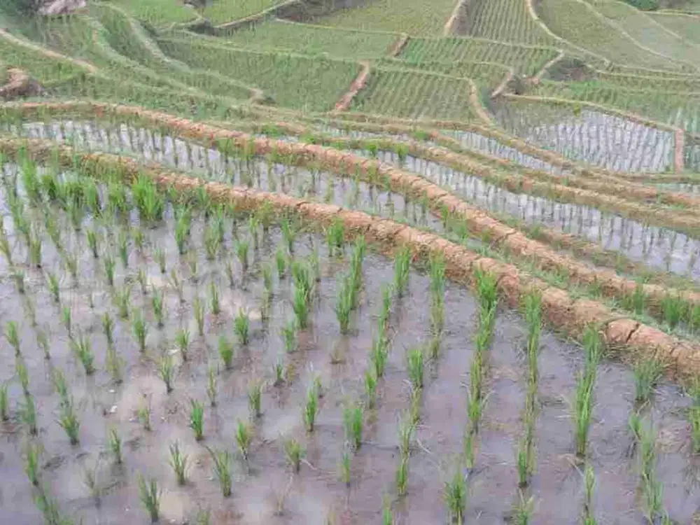 jual Tanah Sawah