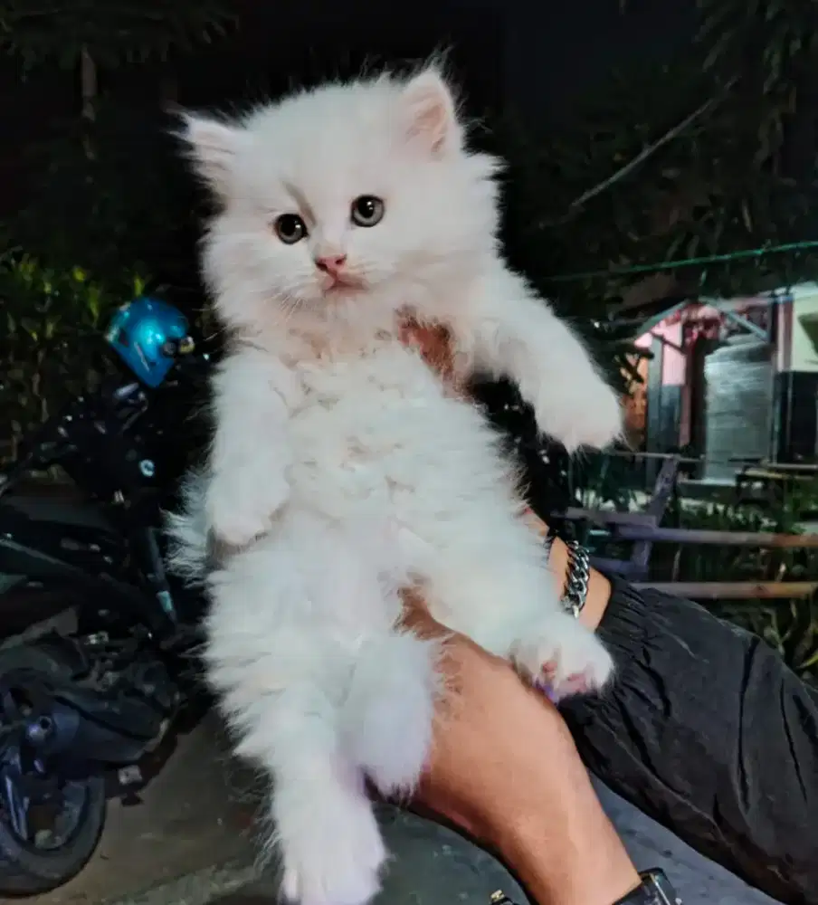 Kucing Persia medium kitten 2,5 bulan