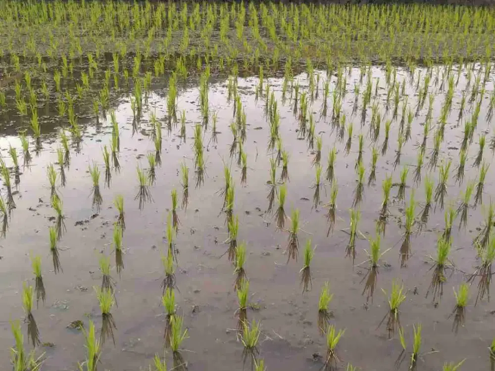 Jual Tanah Sawah
