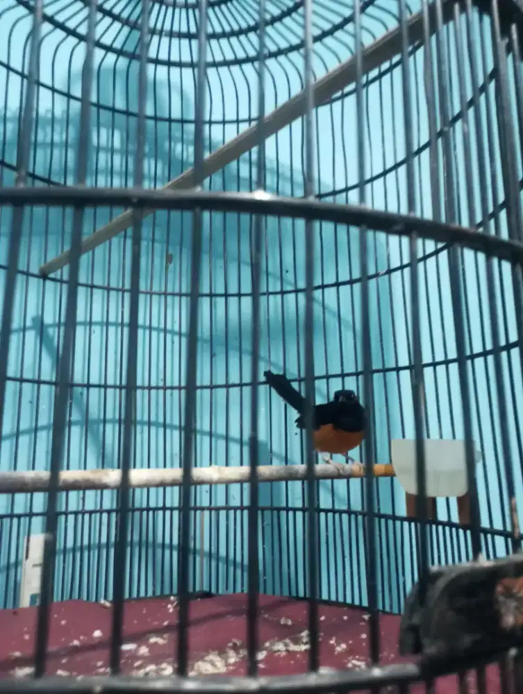 jual burung murai batu