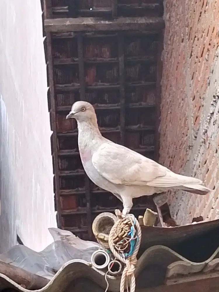 Sepasang piyik merpati tinggian