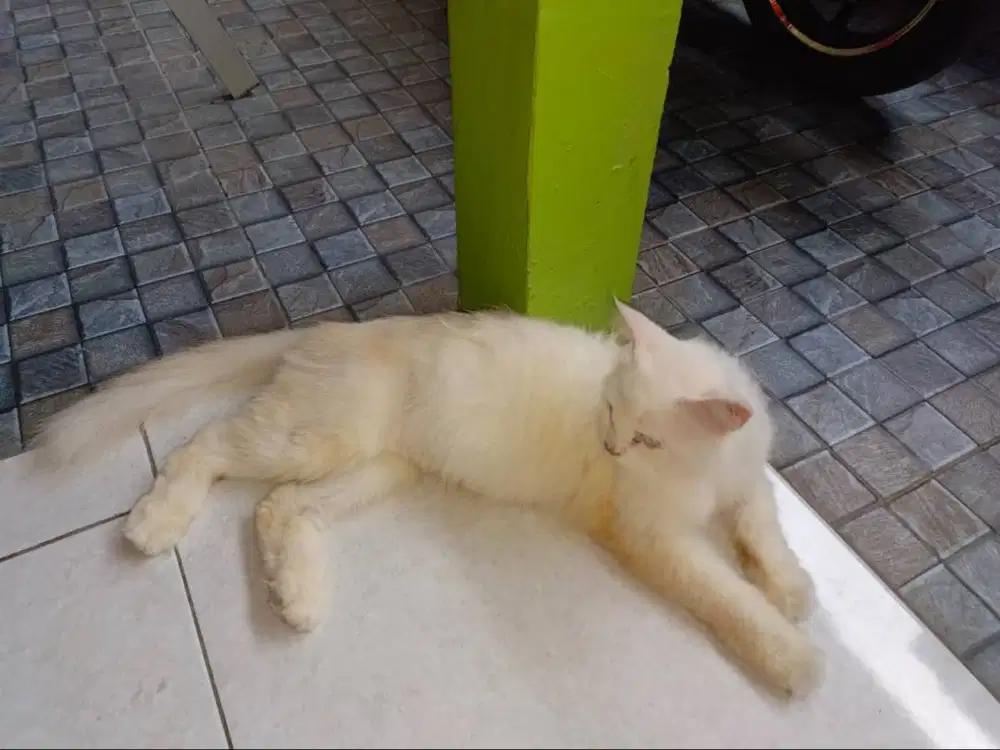 Free adop kucing Persia bigbone