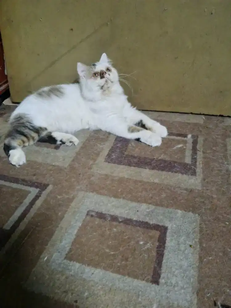 Kucing Persia/anggora