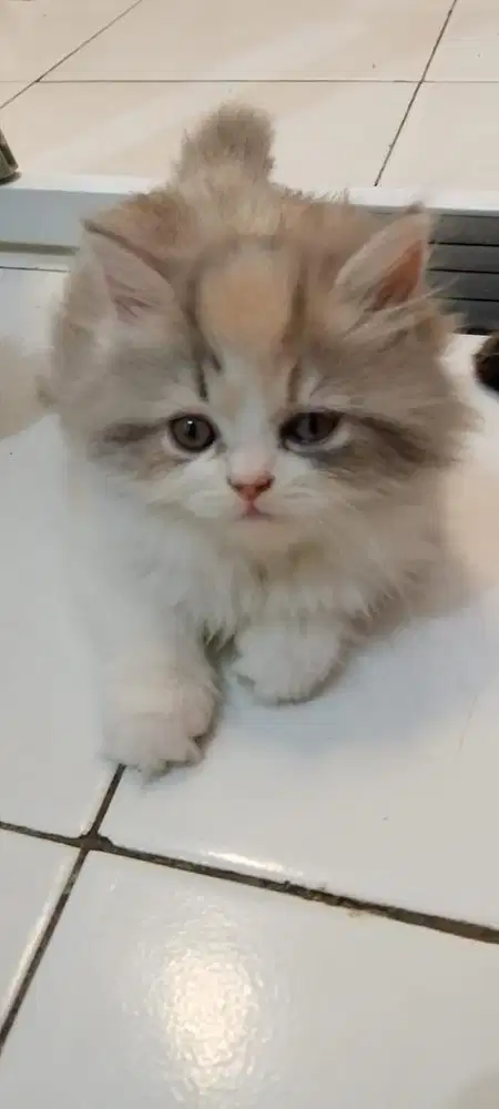 Kitten persia calico