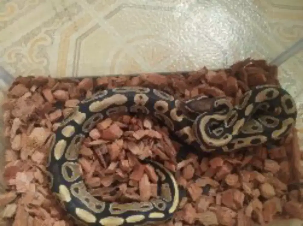 Mocha Fire yellow belly male