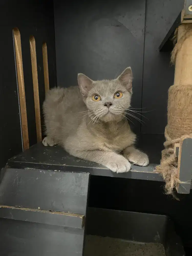 Bsh lilac plus kandang kucung