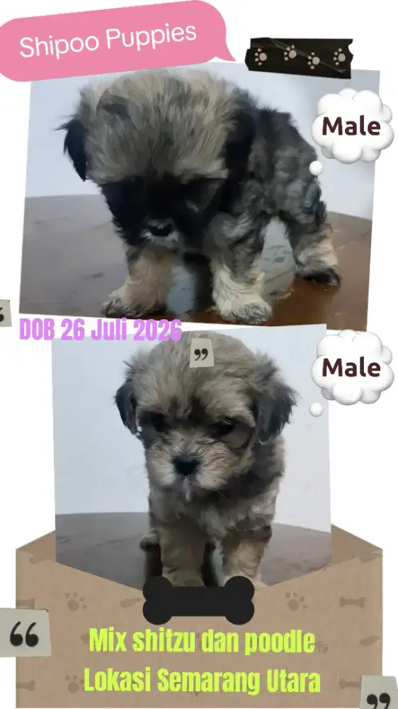 Shipoo Puppies murah