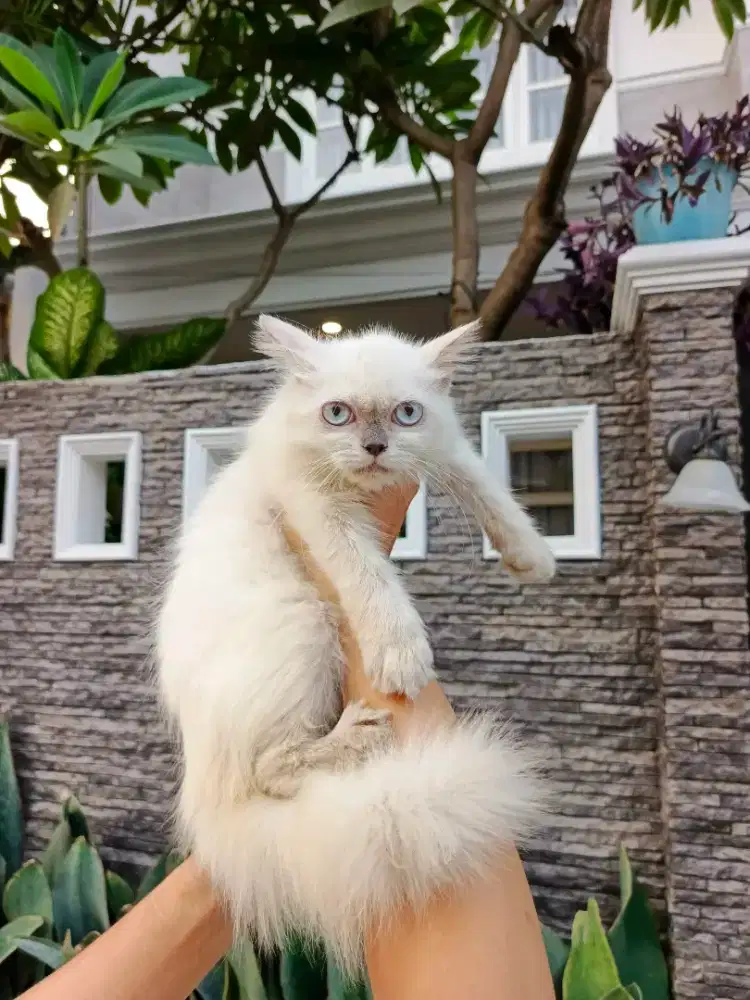 Himalaya longhair