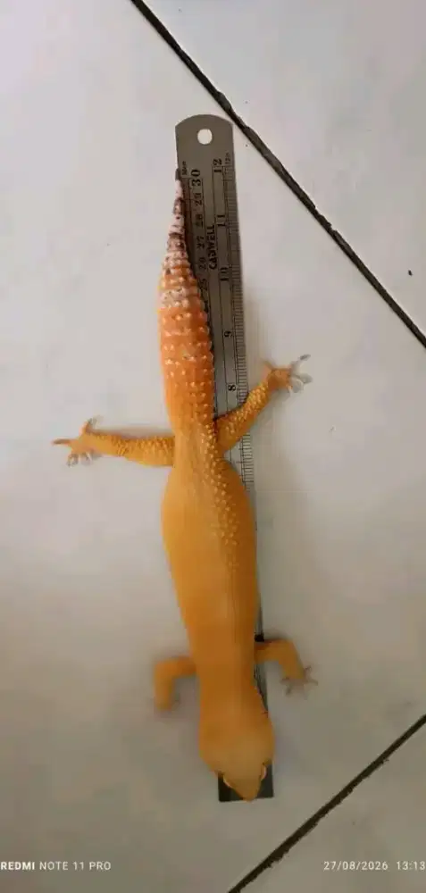 Gecko jantan 30cm