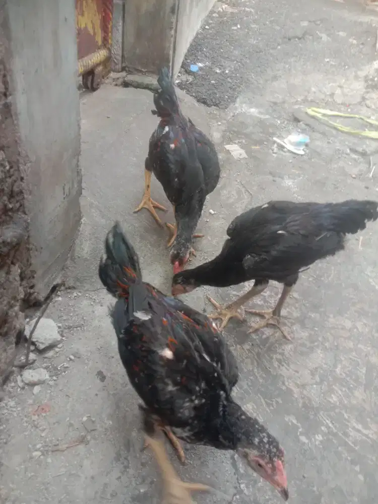 AYAM BANGKOK 3 EKOR