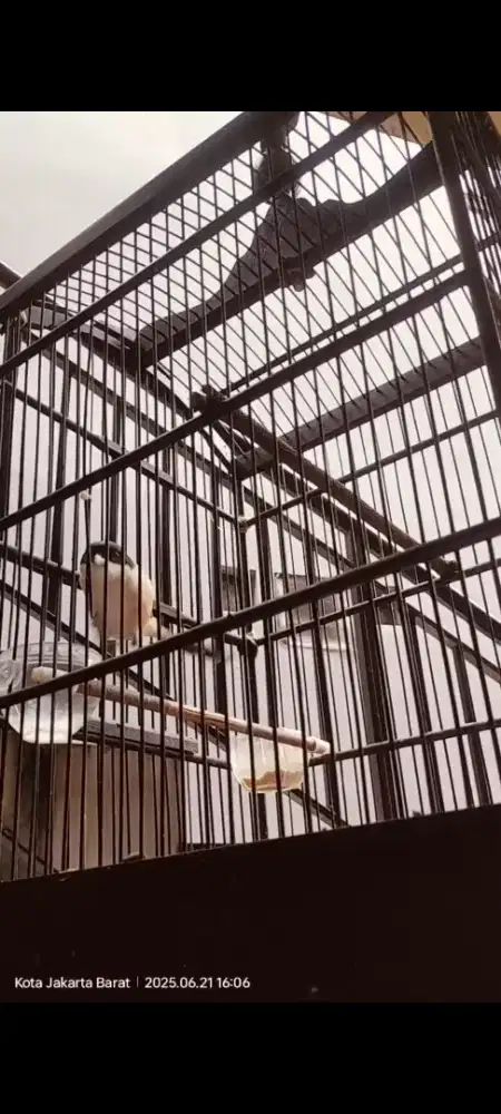 Pentet full blangkon madura mapan