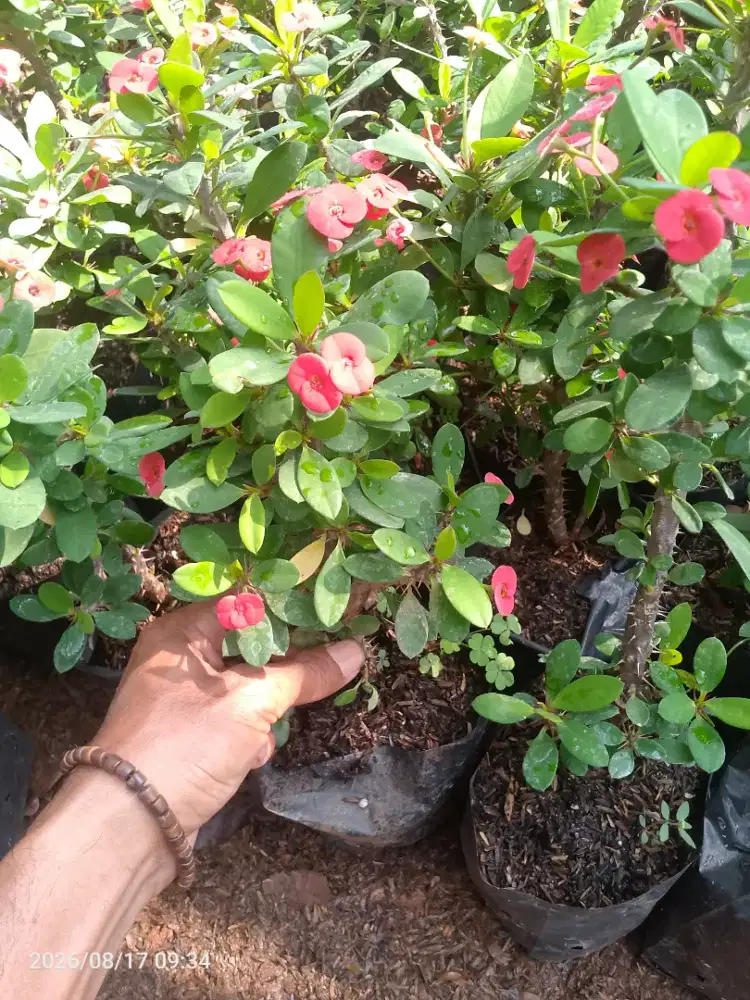 Tanaman Hias bunga Uforbia