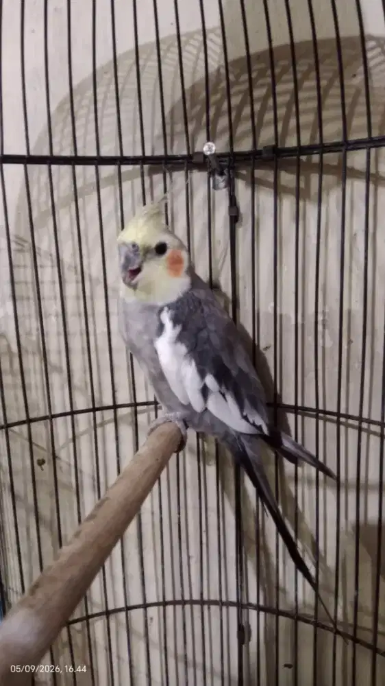 Burung Falk/parkit Australi Jantan nyiull rajin
